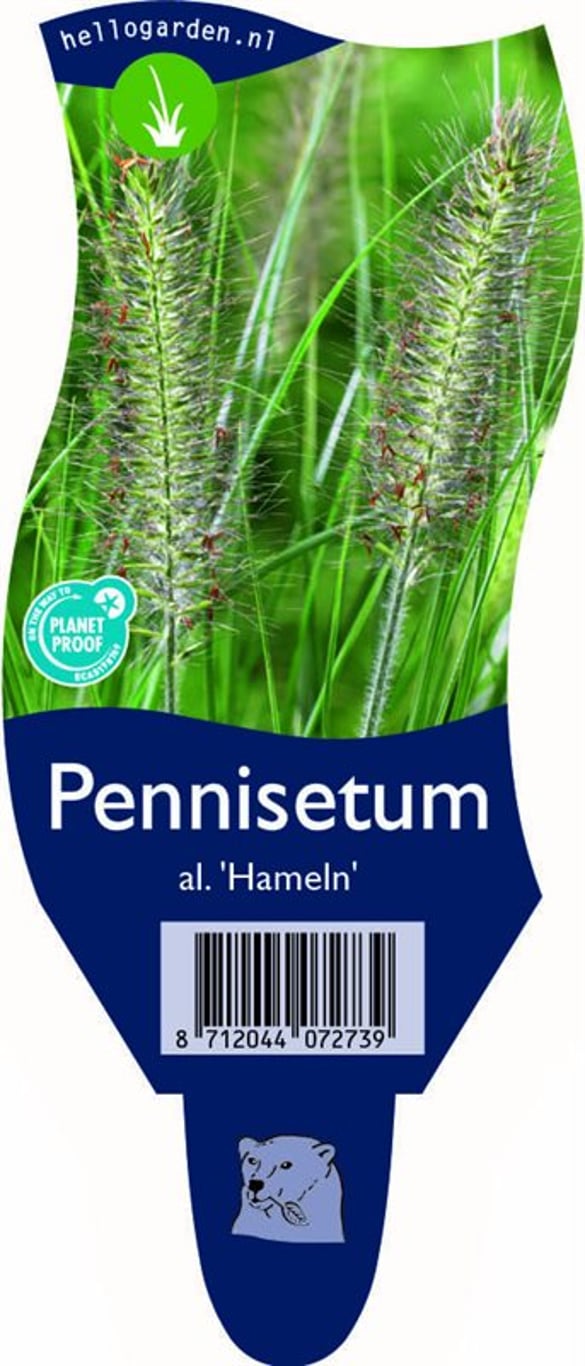 Pennisetum al. 'Hameln' - P11
